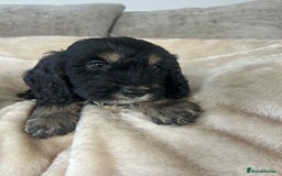 Cockapoo dogs for sale: Adorable F1 cockapoo puppies  - Image 9