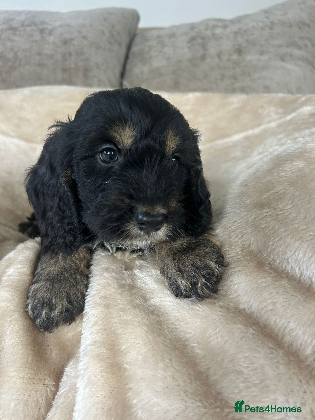 Cockapoo dogs for sale: Adorable F1 cockapoo puppies  - Image 9