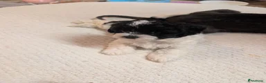 Shihpoo number 2