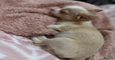 Chihuahua dogs - Advert 2