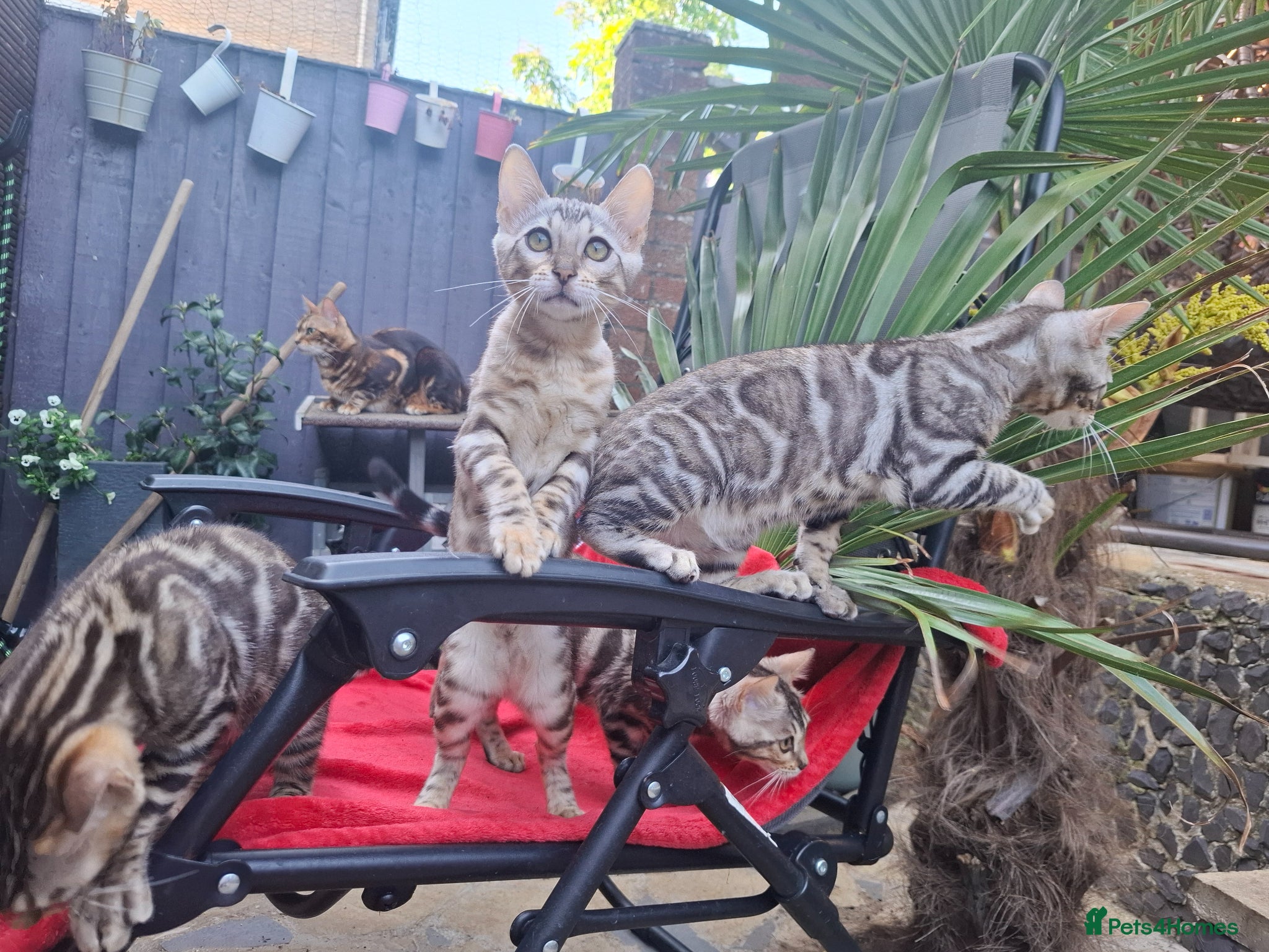 Bengal cats Show Quality Bengal Kittens – 5★ Licensed Cattery - Advert 1