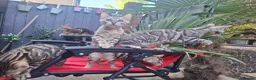 Bengal cats for sale: Show Quality Bengal Kittens – 5★ Licensed Cattery - Advert 2