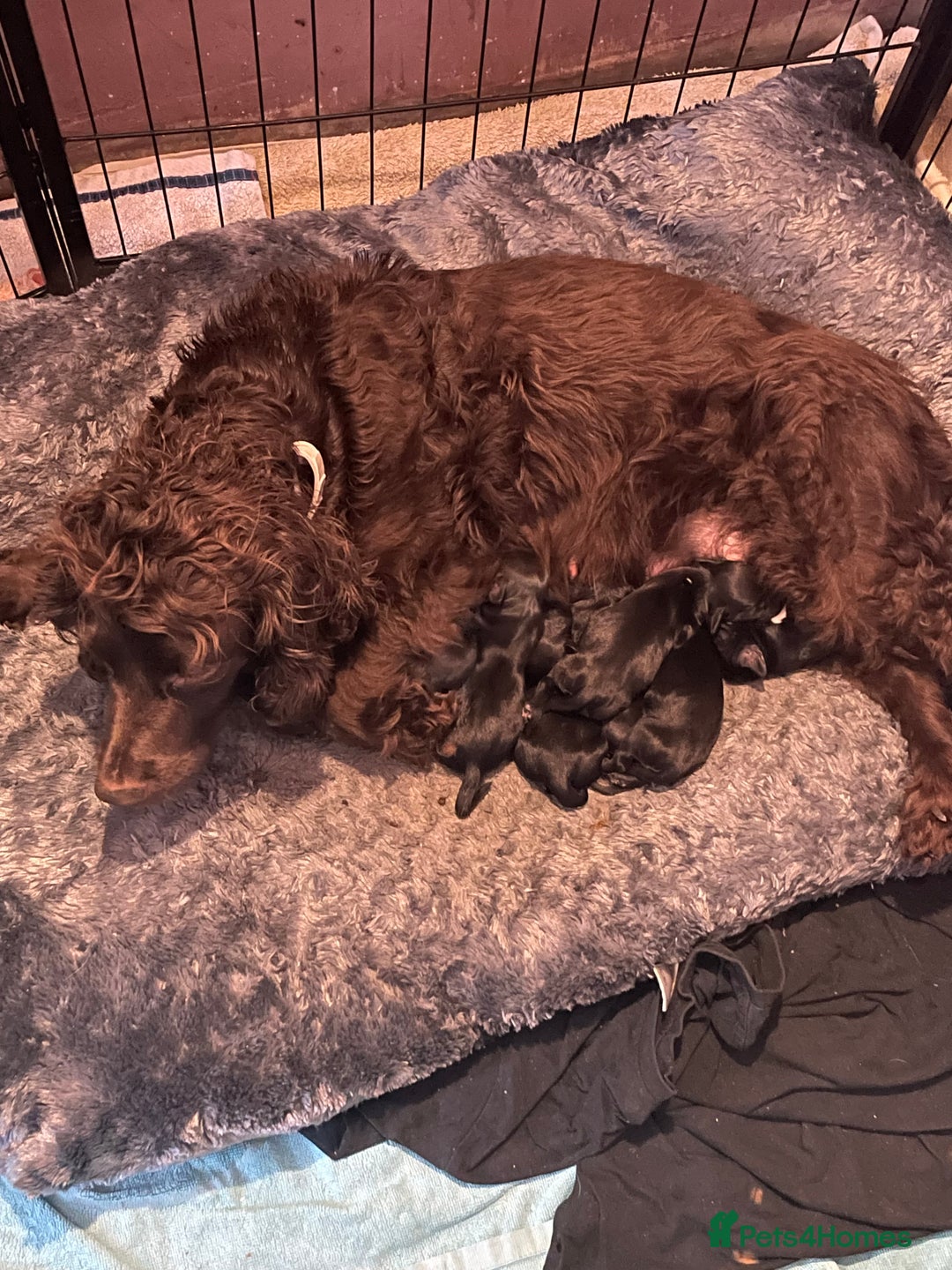Mixed Breed dogs for sale: Cocker Collie puppies  - Image 12