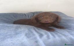 Labradoodle dogs for sale: Miniasture f1 merel labradoodle - Image 5