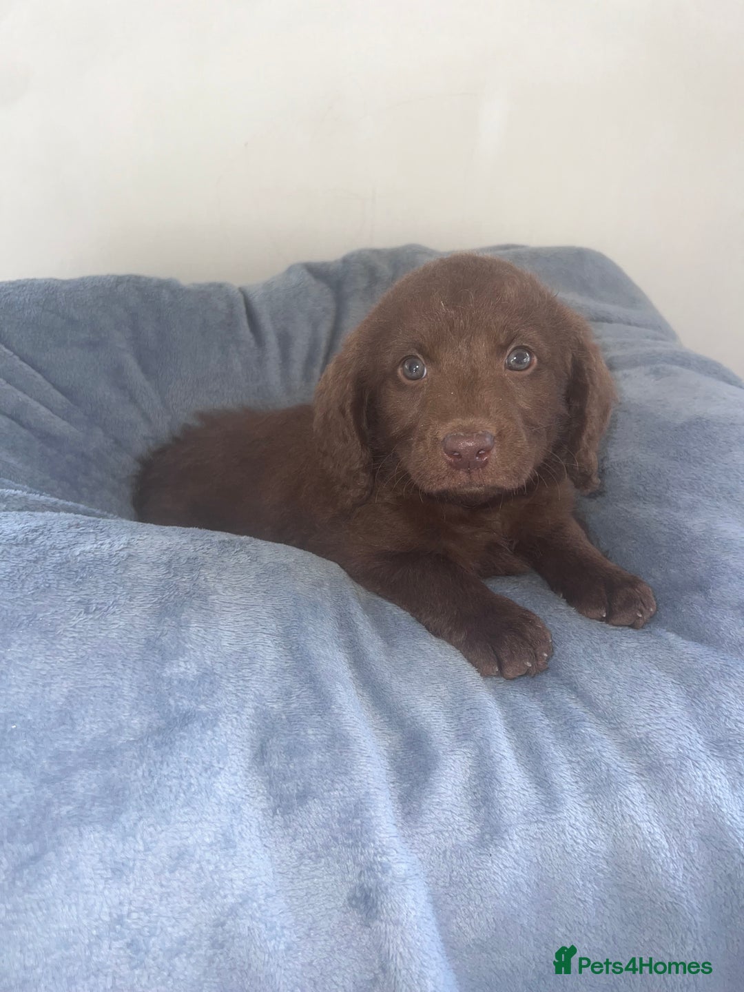 Labradoodle dogs for sale: Miniasture f1 merel labradoodle - Image 5
