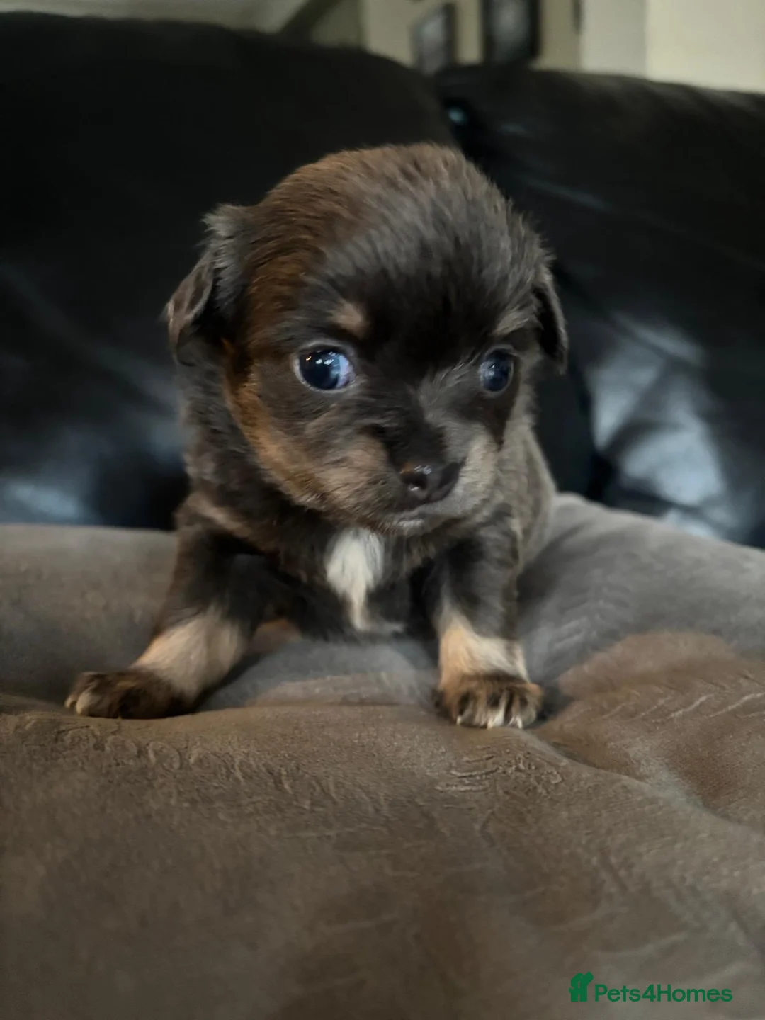Chihuahua dogs for sale: Beautiful chihuahua puppies in Leatherhead - Advert 10
