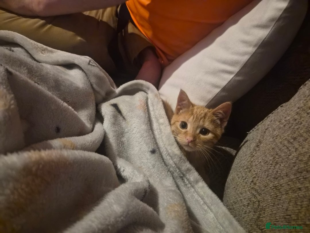 Mixed Breed cats for sale: Pretty Ginger Girl - Advert 9