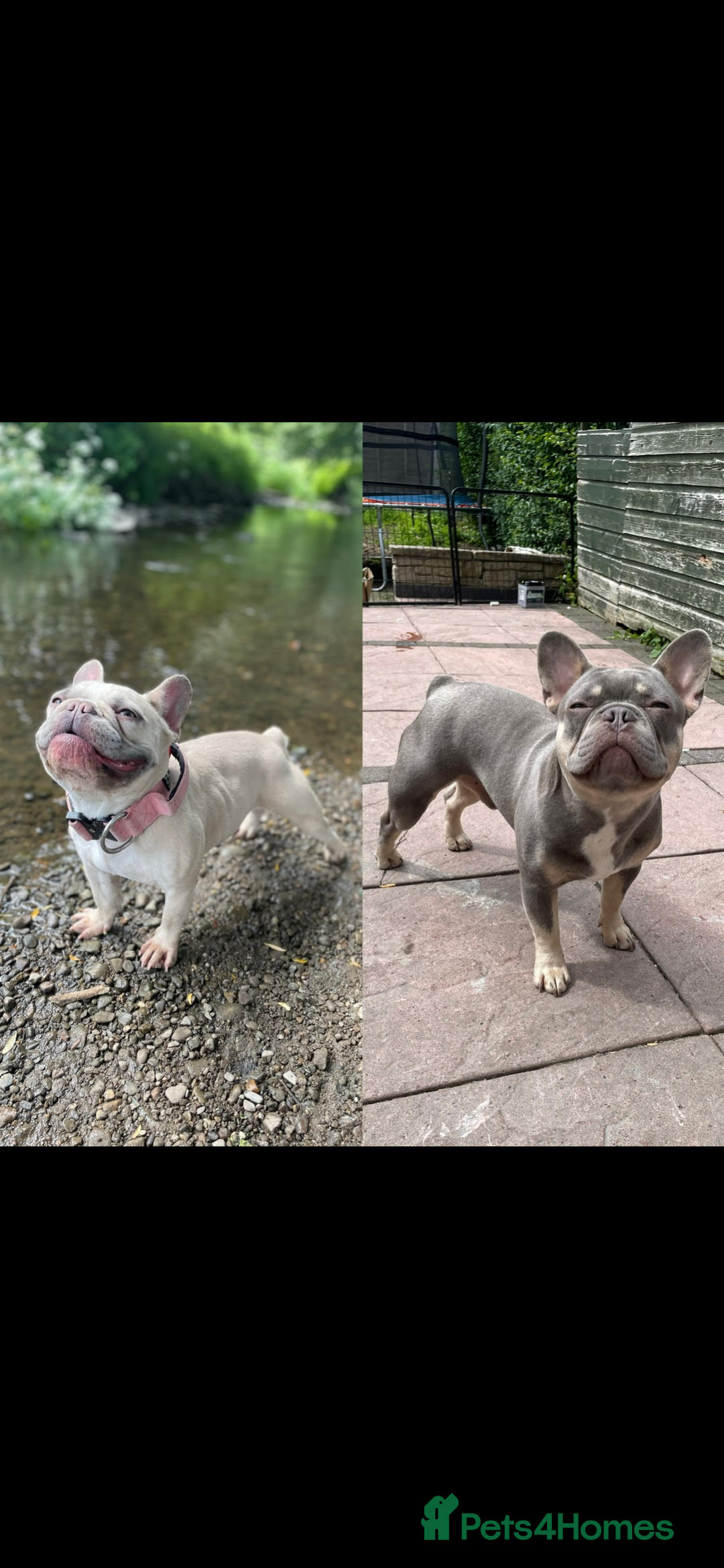 French Bulldog dogs for sale: French bull dog last 1 of 4  - Image 5