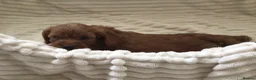 Cockapoo dogs for sale: Beautiful f2 cockapoo puppies - Advert 9