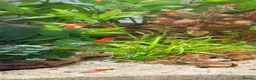 Platies fish for sale: Platy Adolescents  - Advert 4
