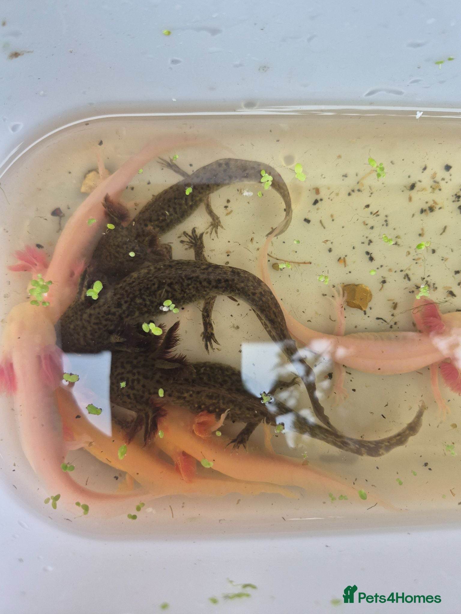 Other/Mixed Breed fish Axolotl - Advert 1