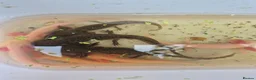 Other/Mixed Breed fish for sale: Axolotl - Advert 1