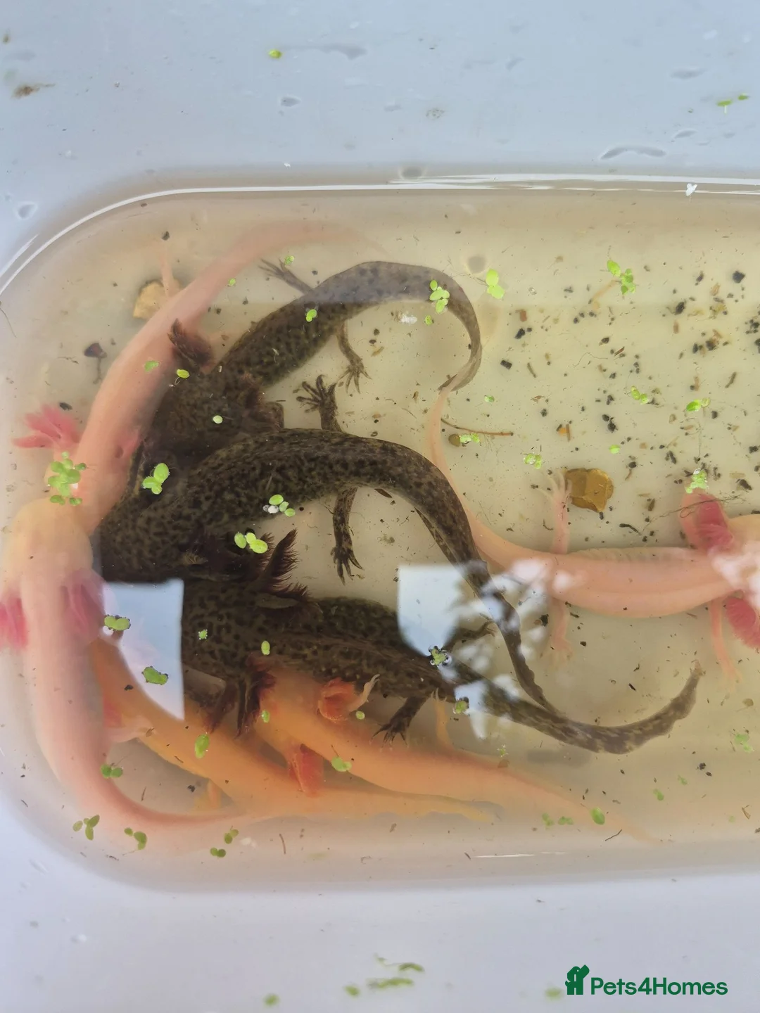 Other/Mixed Breed fish for sale: Axolotl - Advert 1