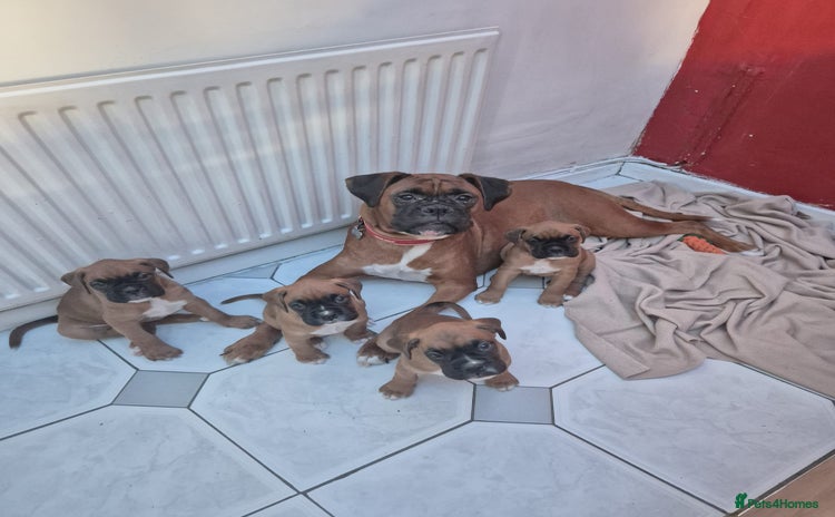 Boxer dogs - Advert 3