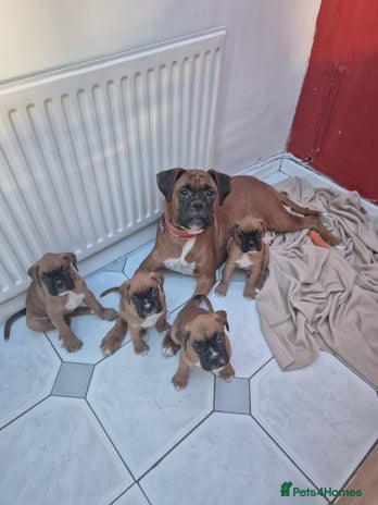 Boxer dogs - Advert 1