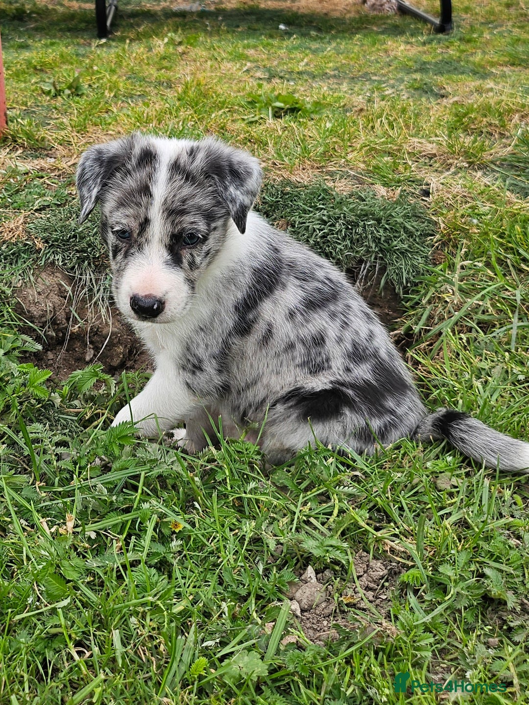 Border Collie dogs for sale: Unique blue eyed blue merle border collie puppies - Image 26