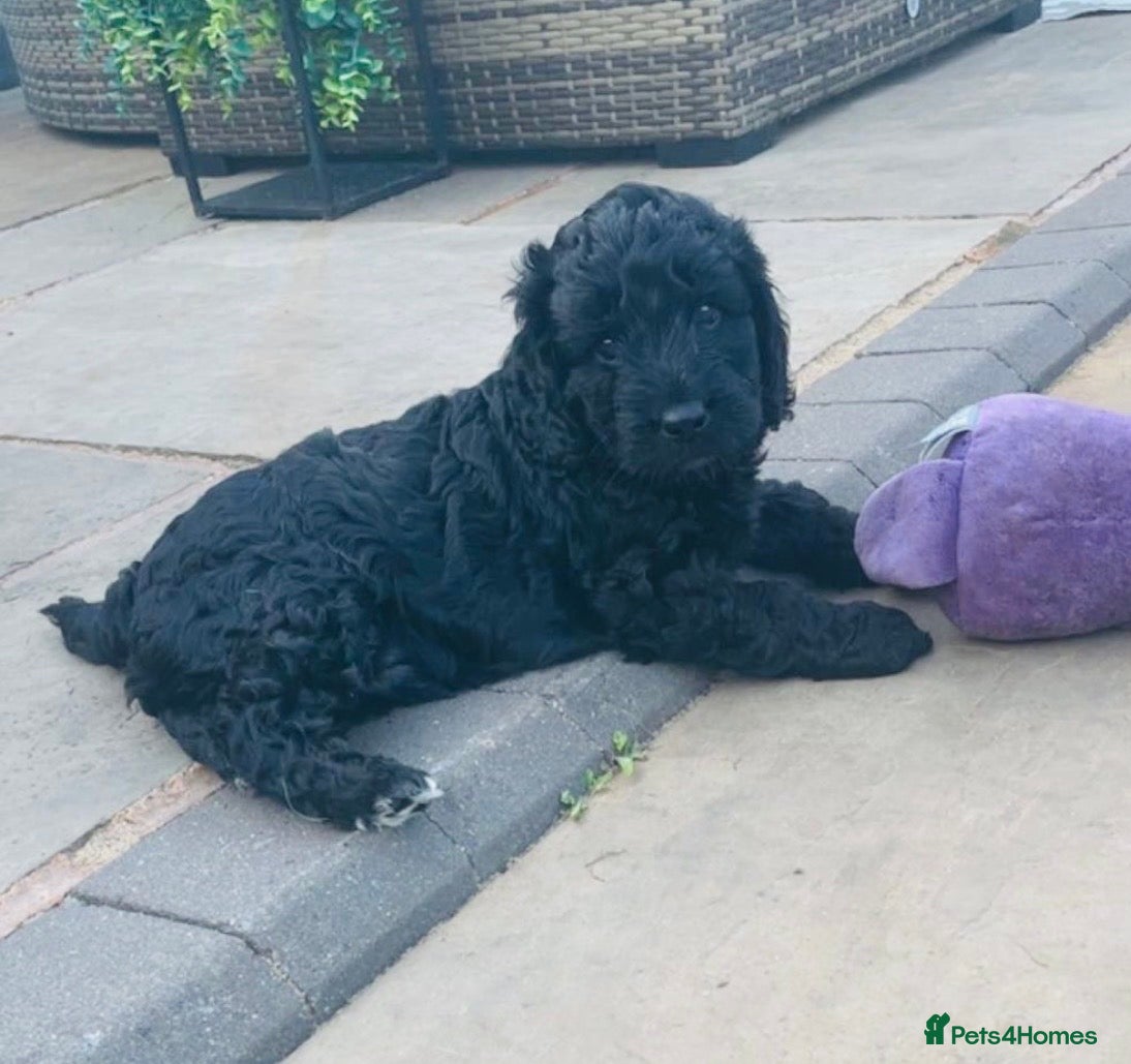 Labradoodle dogs ⭐️Miniature Multigen Labradoodle Puppies⭐️ - Advert 5