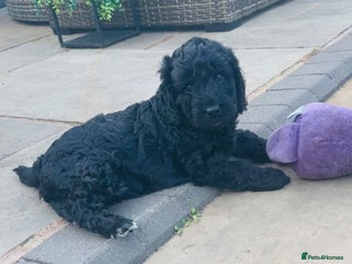 Labradoodle dogs ⭐️Miniature Multigen Labradoodle Puppies⭐️ - Advert 5