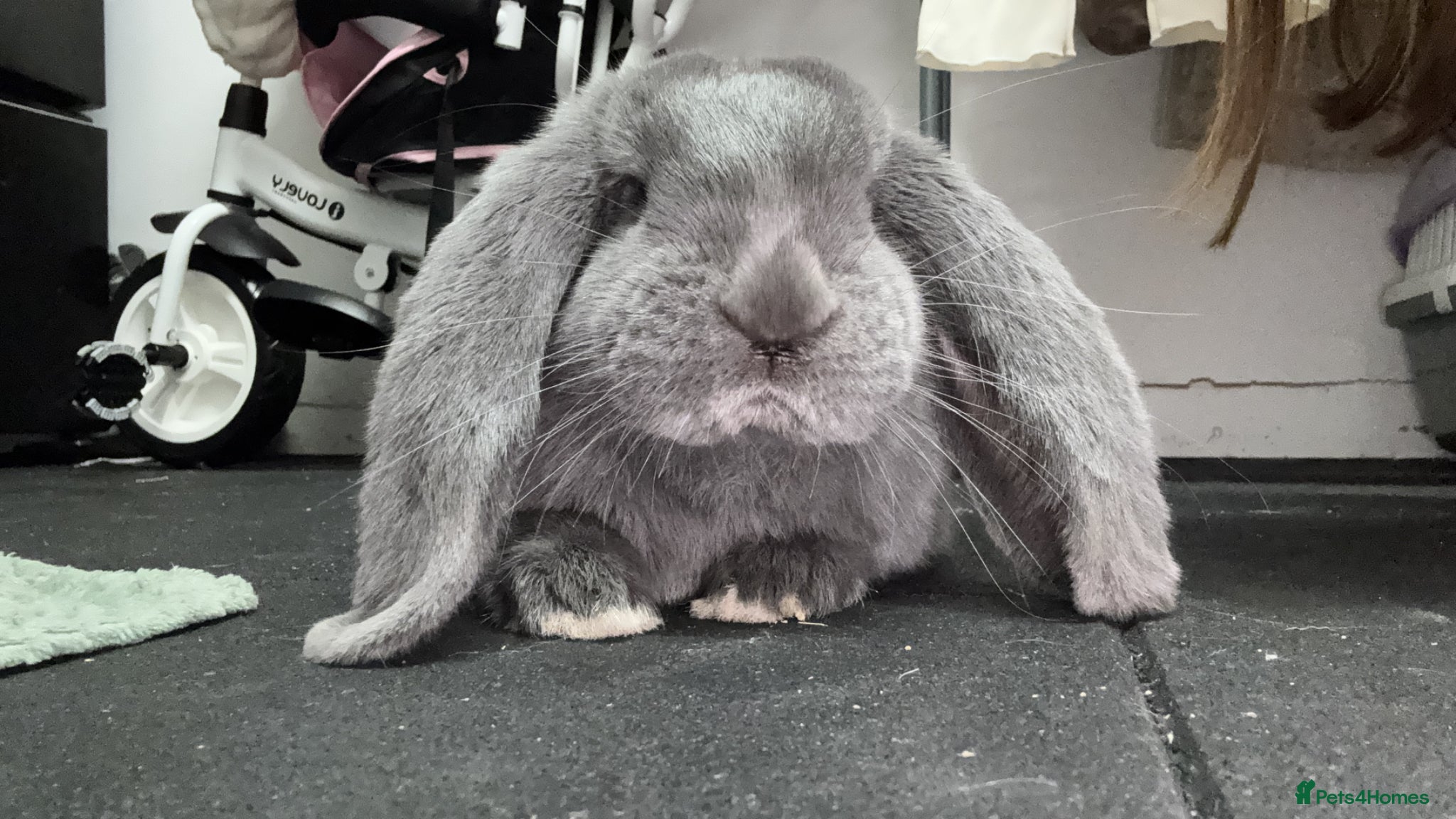 French Lop rabbits Stunning full blue FRENCH LOP female doe - Advert 1