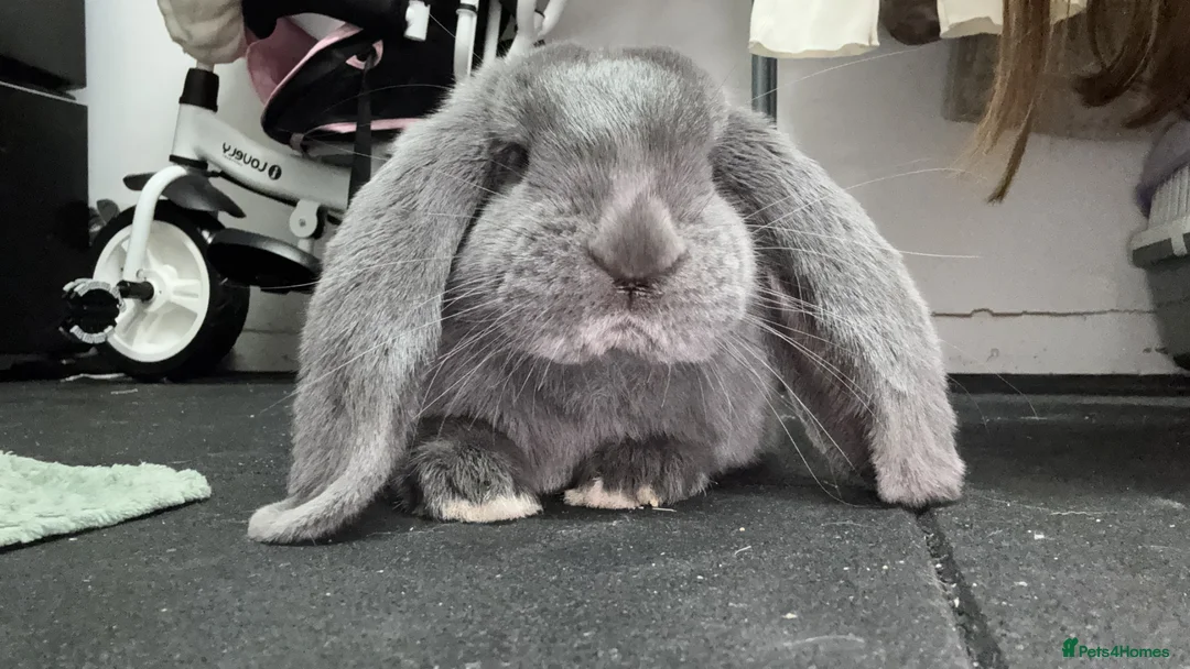 French Lop rabbits for sale: Stunning full blue FRENCH LOP female doe - Advert 1