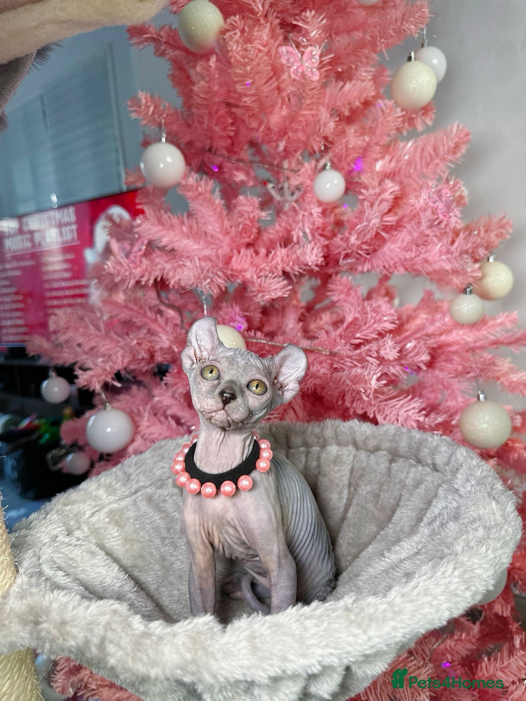 Sphynx cats for sale: 🌟 Stunning Sphynx & Elf Kittens  - Advert 32