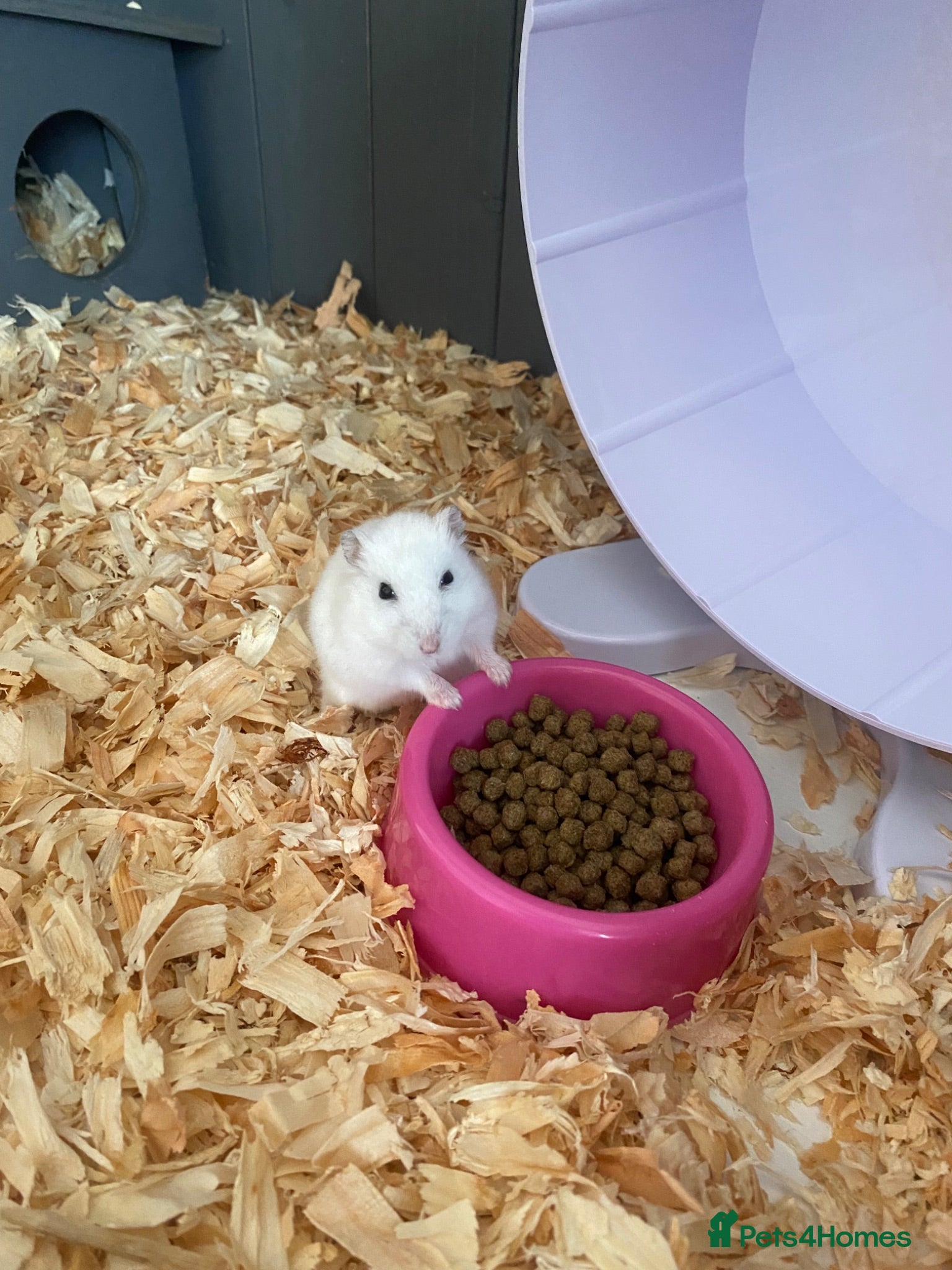 Hamster rodents Donate Hamster, Looking for a new home - Advert 1