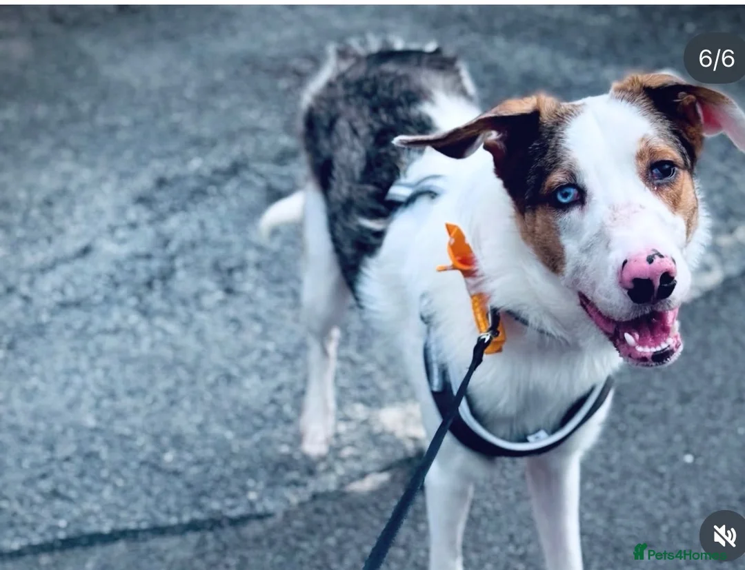 Border Collie dogs for sale: Handsome rex - Advert 2
