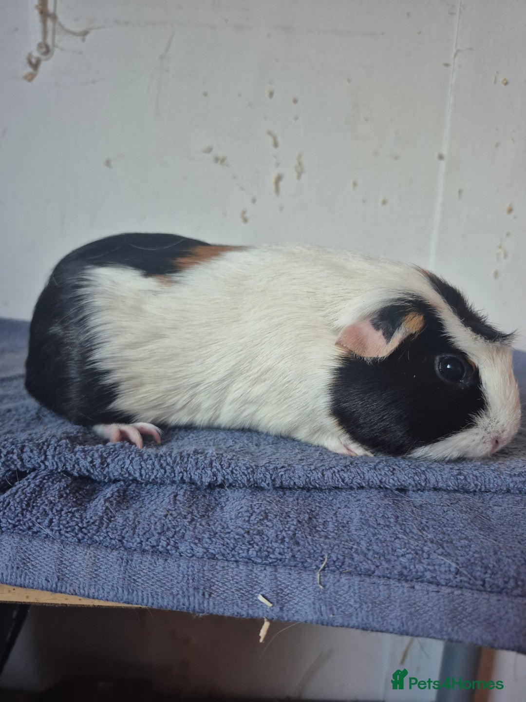 Guinea Pig rodents for sale: Pretty sows for sale x - Image 4