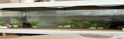 Other/Mixed Breed fish for sale: X2 axolotls  in Stowmarket - Advert 6