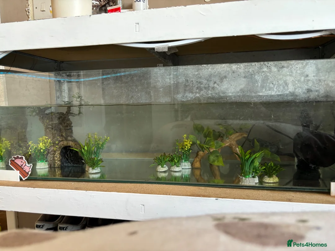Other/Mixed Breed fish for sale: X2 axolotls  in Stowmarket - Advert 6