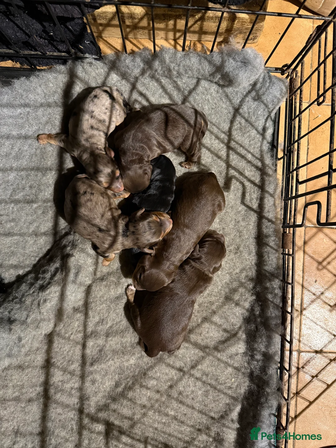 Cockapoo dogs for sale: Beautiful Merle cockapoos - Advert 3