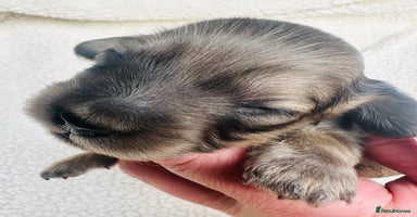 Miniature Dachshund dogs - Advert 2