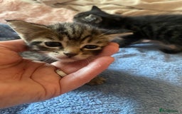 Domestic Shorthair cats for sale: Male 8 week kitten  - Image 2