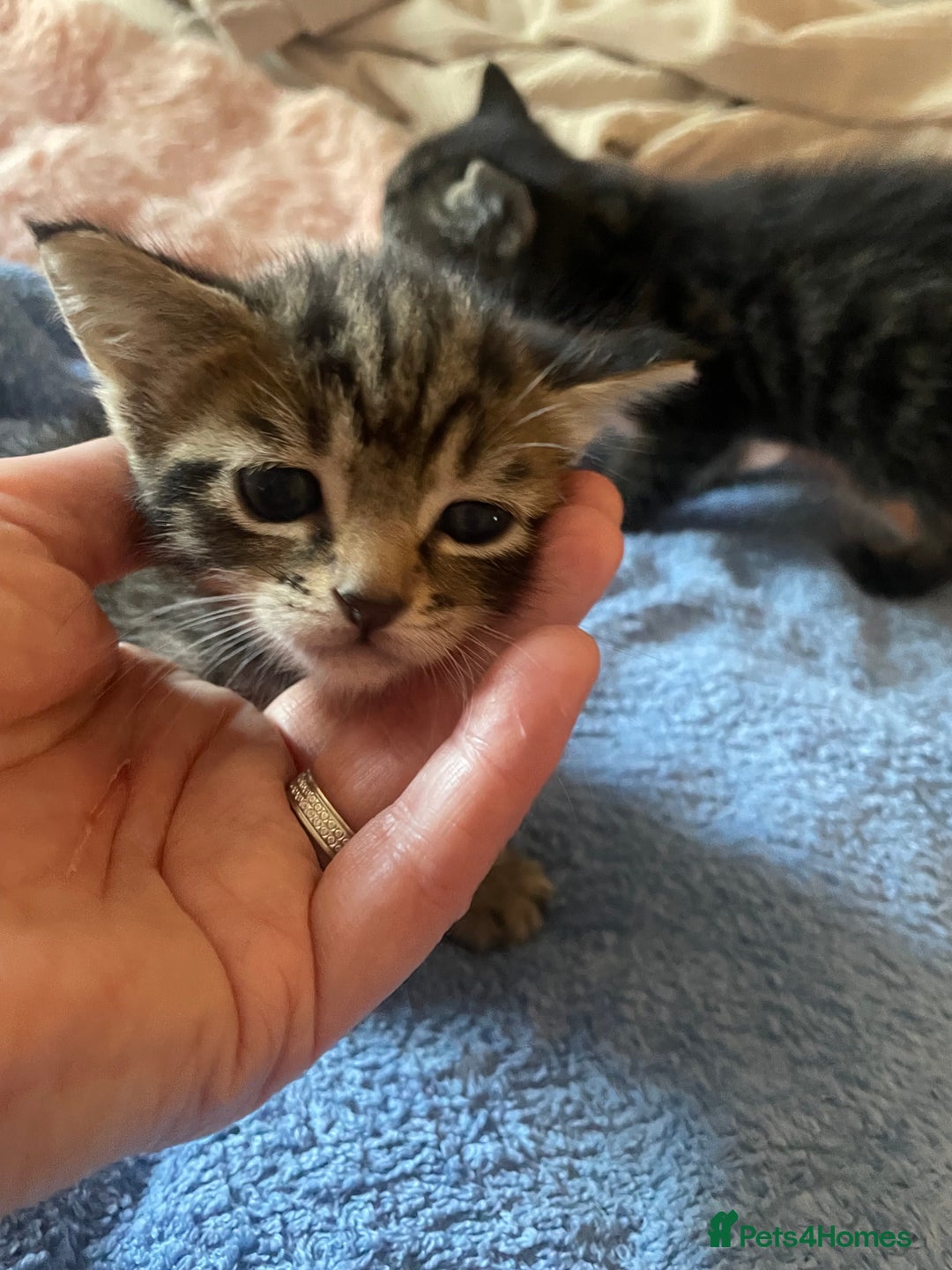 Domestic Shorthair cats for sale: Male 8 week kitten  - Image 2