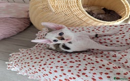 Devon Rex cats for sale: Two cuddlebugs- literally sticker cats available❤️ - Image 17