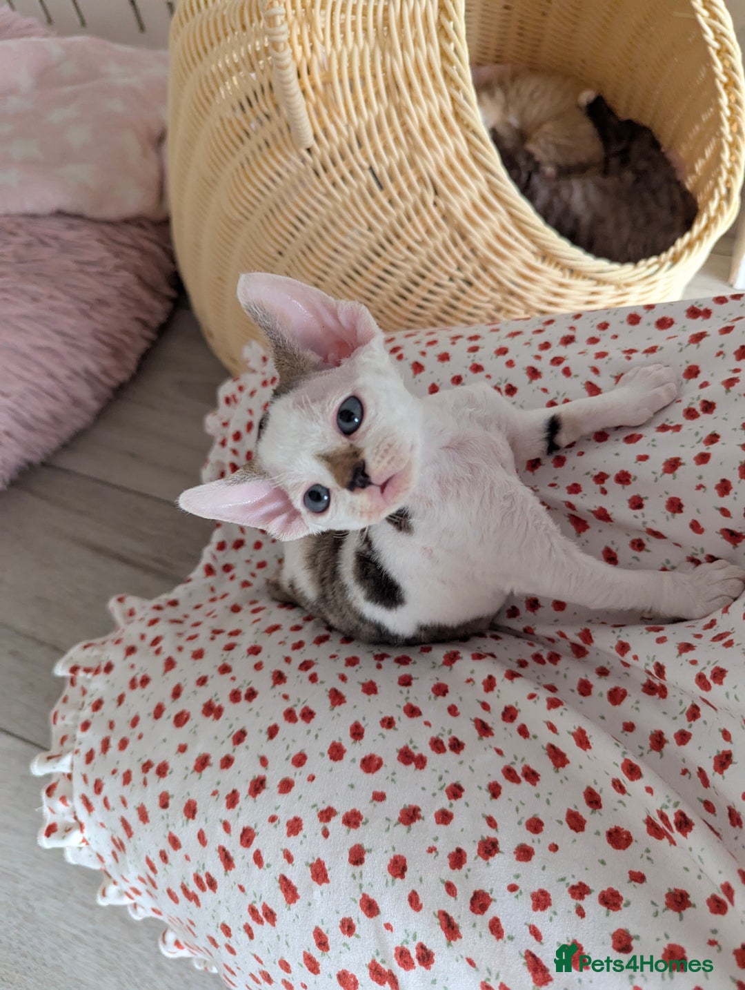 Devon Rex cats for sale: Two cuddlebugs- literally sticker cats available❤️ - Image 17