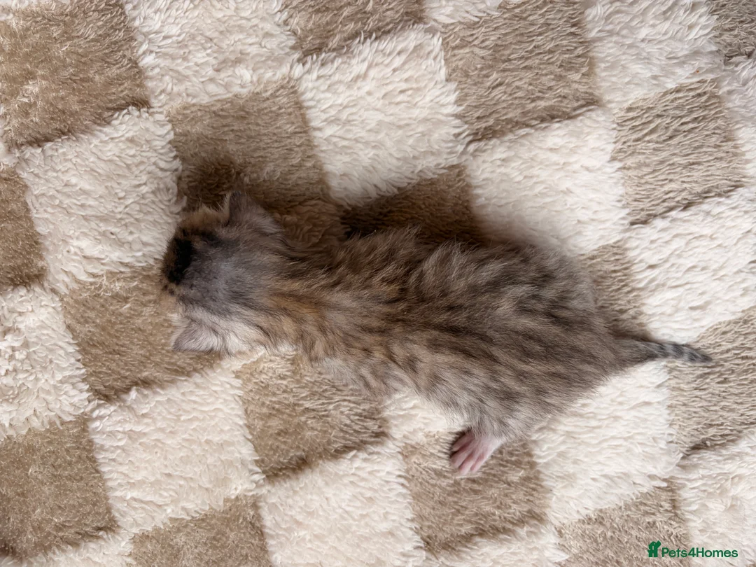 Bengal cats for sale: Bengal kittens  - Advert 19