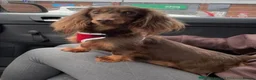 Dachshund dogs for sale: 1  Miniature long hair dachshund puppy left  - Advert 7