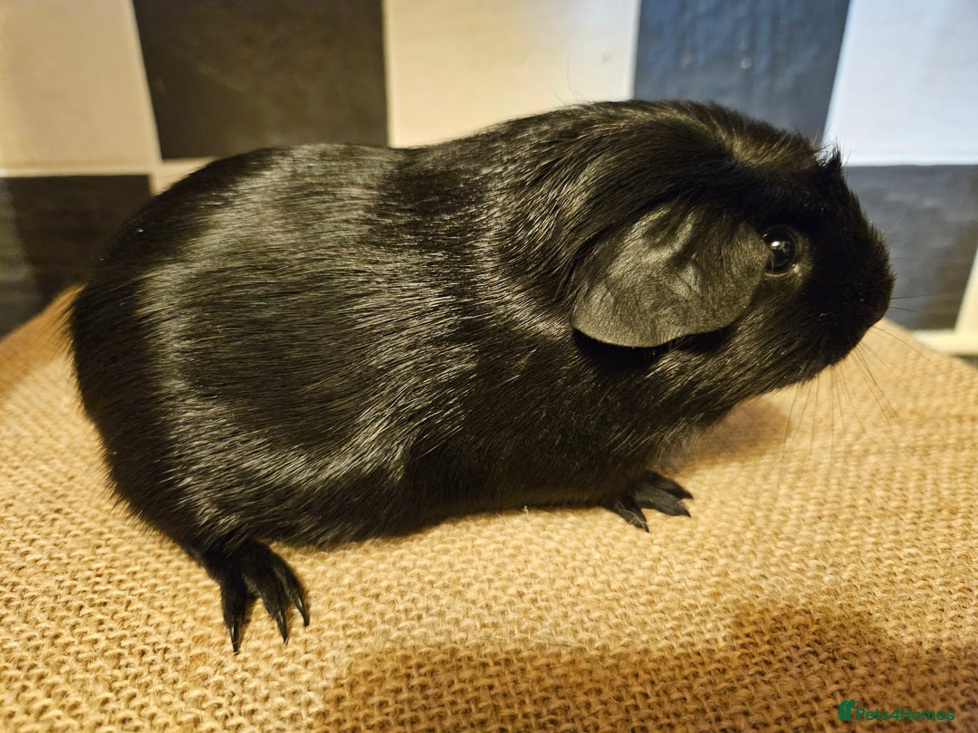 Guinea Pig rodents for sale: Single baby boys for bonding with an solo adult - Advert 2