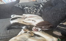 English Springer Spaniel dogs for sale: Liver and white English springer spaniel  - Image 9