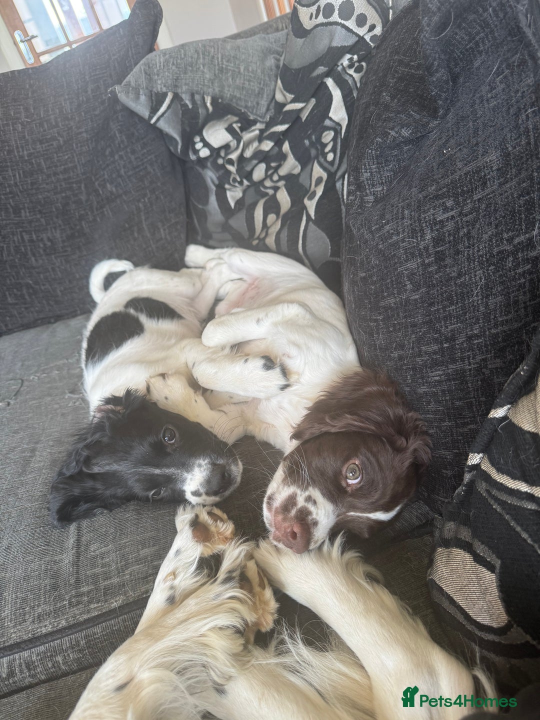English Springer Spaniel dogs for sale: Liver and white English springer spaniel  - Image 9