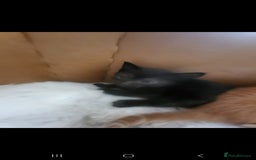 Domestic Shorthair cats for sale: Lovely Kittens, ready to be reserved 😺 - Image 3