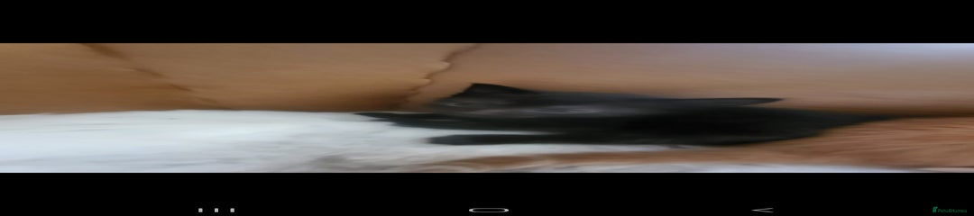 Domestic Shorthair Kitten 2