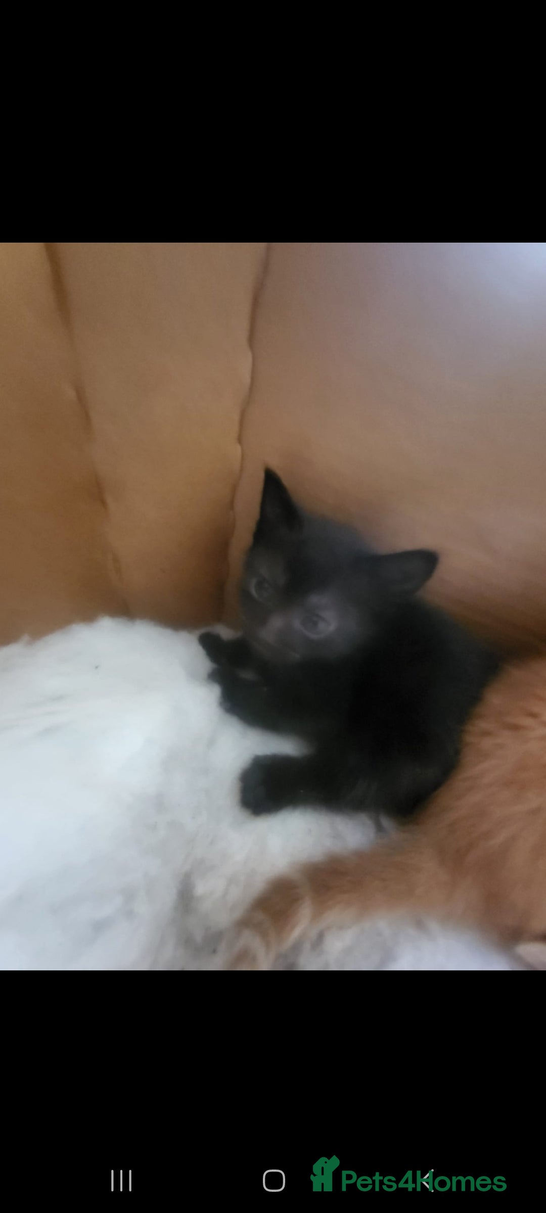 Domestic Shorthair cats for sale: Lovely Kittens, ready to be reserved 😺 - Image 3