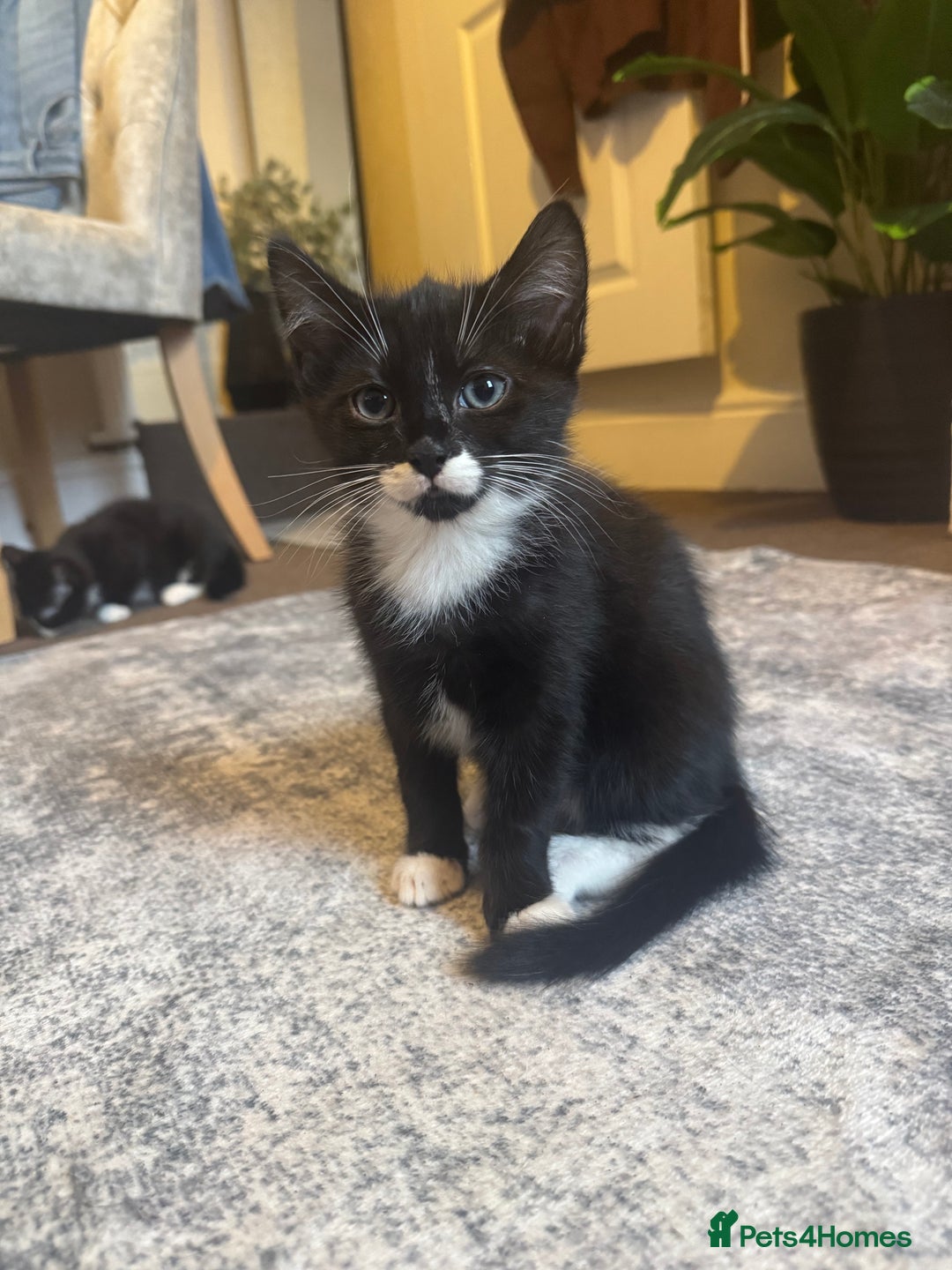 European cats for sale: 3 Beautiful Kittens  - Advert 1