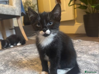 European cats 3 Beautiful Kittens - Advert 1