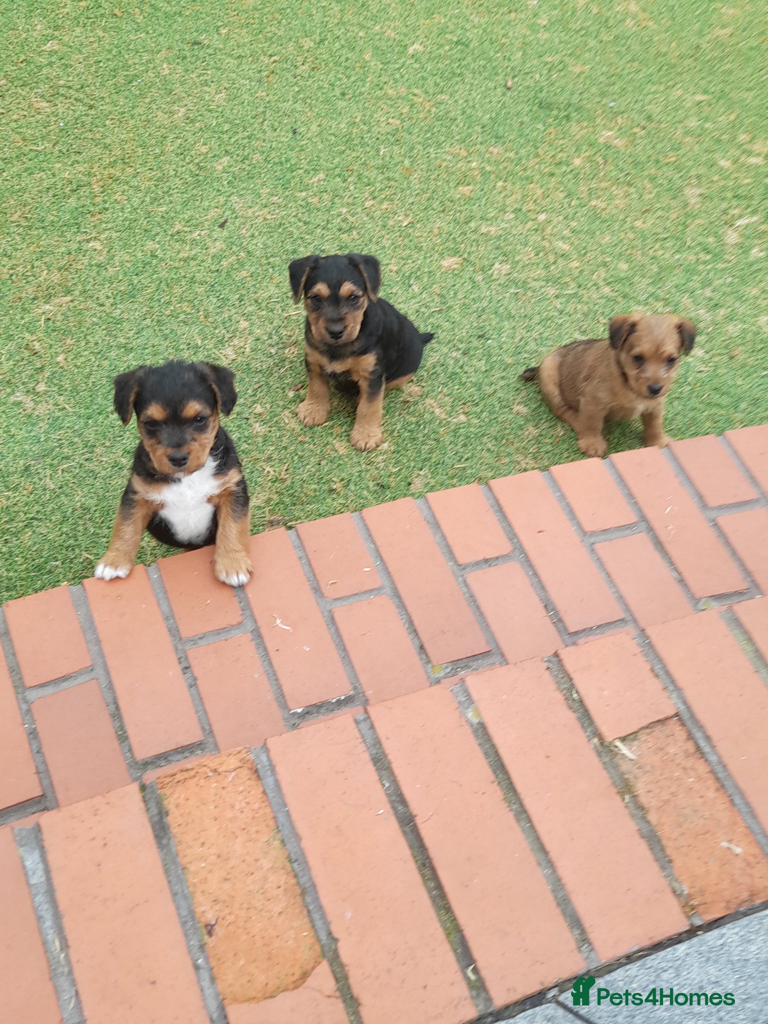 Patterdale Terrier dogs for sale: Pattadale terrier pups - Advert 1