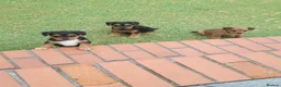 Patterdale Terrier dogs for sale: Pattadale terrier pups in Liverpool - Advert 1