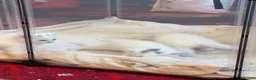 Ragdoll cats for sale: 5 Gorgeous kittens for sale - Advert 9