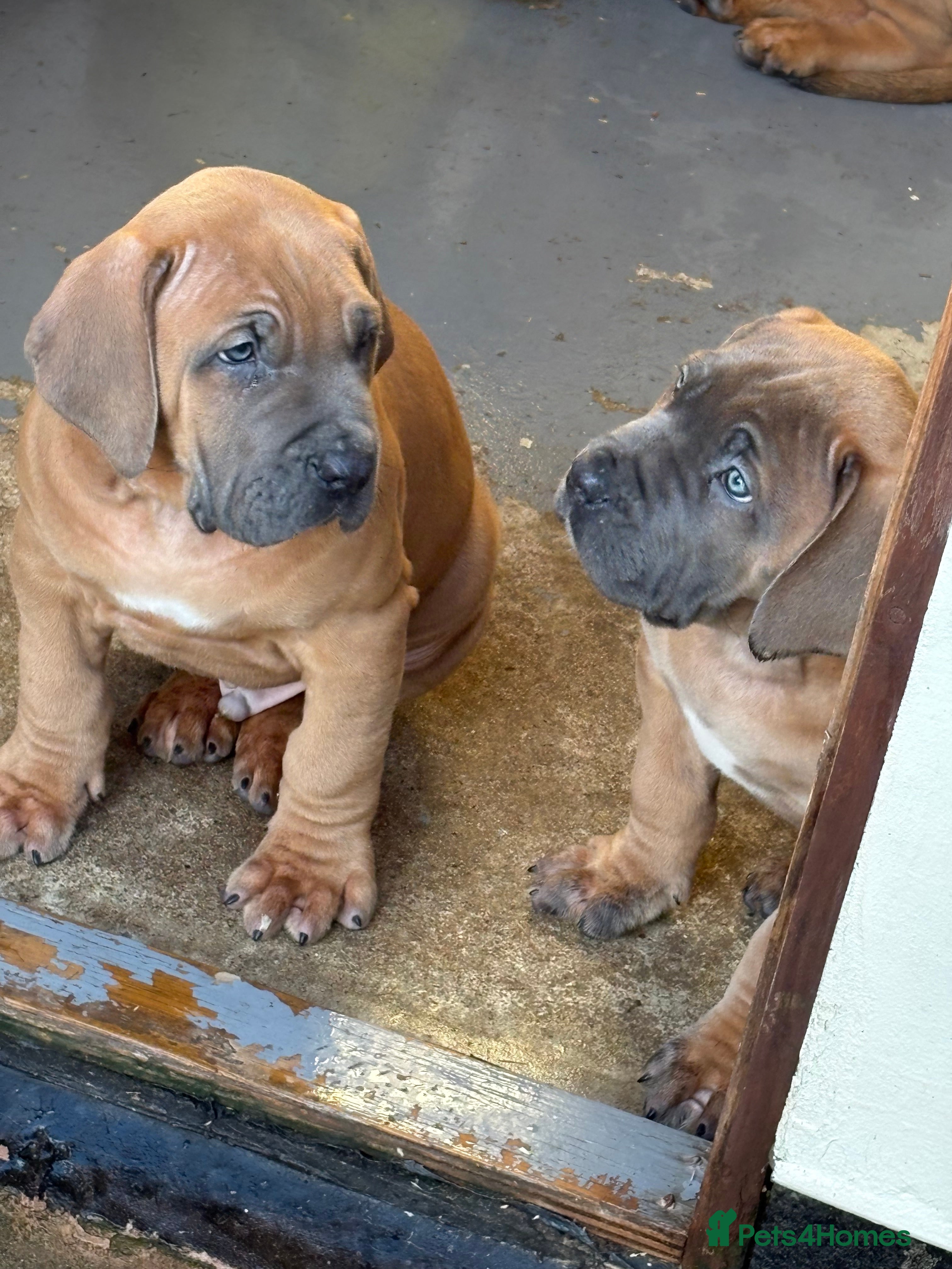 Boerboel dogs QUALITY NABBR REGISTERED PUPS!  - Advert 1